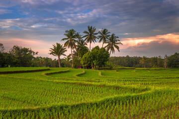 Beautiful morning view indonesia Panorama Landscape paddy fields with beauty color and sky natural light