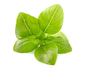 Fresh Basil leaves  in closeup on white background