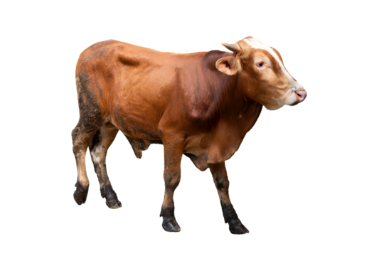 Hereford cattle cow isolated on white background