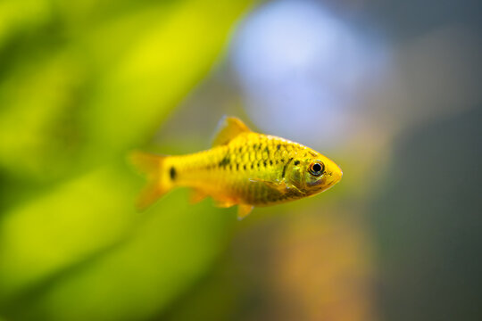 selective focus of a chinese barb (Puntius semifasciolatus) swimming in a fish tank with blurred background
