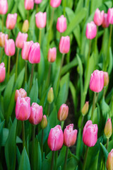 Fototapeta premium Tulpen