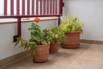 Blooming geraniums on balcony. Red flowers in flowerpots