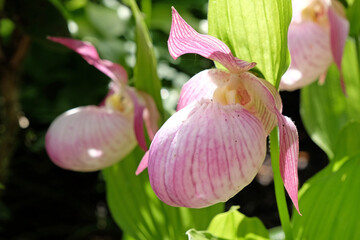 Cypripedium 'Sabine' ladyÕs slipper orchid in flower.