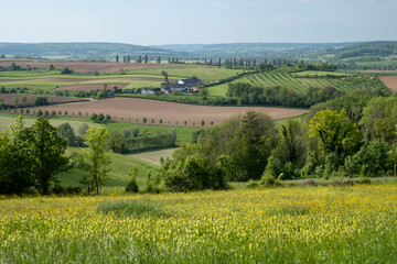 Obraz premium Hilly landscape with Poplar trees in Wittem-Gulpen in South Limburg, the Netherlands