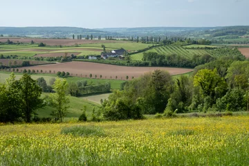 Tuinposter Hilly landscape with Poplar trees in Wittem-Gulpen in South Limburg, the Netherlands © MyStockVideo