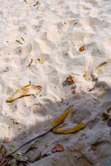 leaves on beach 