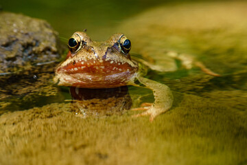Frosch