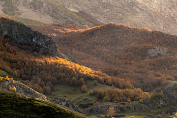 Autumn colours in beech forest