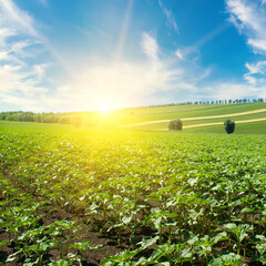 Green field of sunflower and bright sunrise. © alinamd