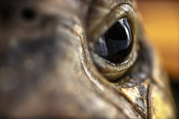 Naklejka na ściany i meble Close up macro shot of a turtle eye