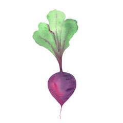 watercolor hand drawn beetroot, vegetable isolated picture, harvest