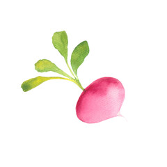 watercolor hand drawn radish, vegetable isolated picture, harvest