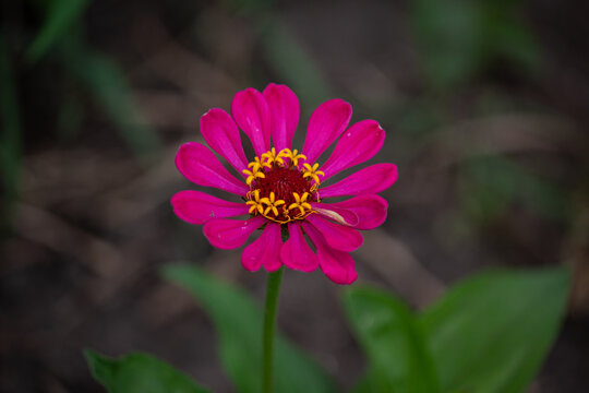 bee on a flower