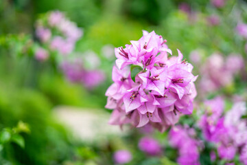 bougainvillea in the garden