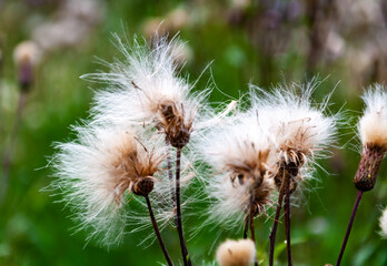 Soft and fluffy white sow thistle flowers in the early morning at the end of summer.