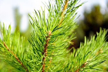 Young green pine branch, close-up on a bright green background. Selective focus.