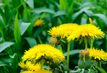 Yellow dandelion flowers (Taraxacum officinale). Dandelions field background on spring sunny day. Blooming dandelion.