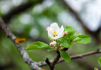 blooming apple blossom in spring