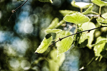A branch with beautiful green-golden leaves on a green-blue background.