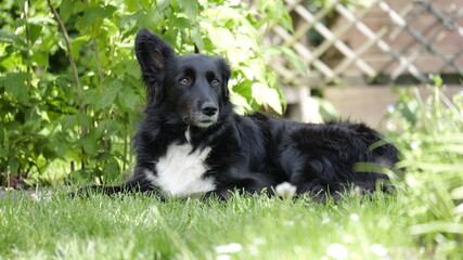 Hund liegt im Garten