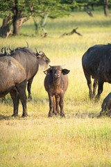 Fototapeta na wymiar Baby Cape Buffalo