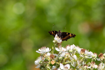 butterfly on a flower