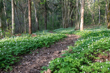 forest trail path covered by white spring flowers