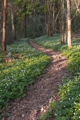forest trail path covered by white spring flowers