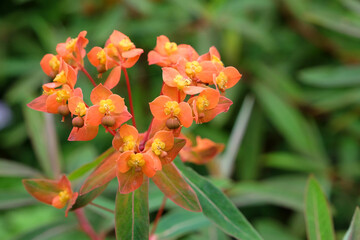Euphorbia griffithii 'Fireglow' in flower.