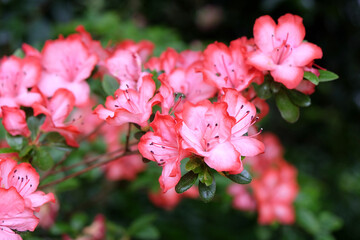 Obraz premium Azalea Rhododendron 'Valentine Surprise' in flower.