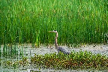 Foto op Plexiglas great blue heron in the marsh © Gerard