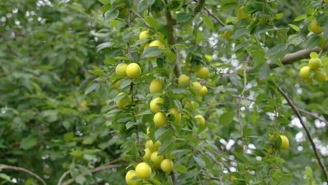 Immature mirabelle plums on fruit tree branch in garden