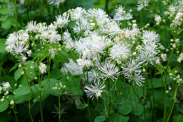 White Columbine meadow rue in flower.