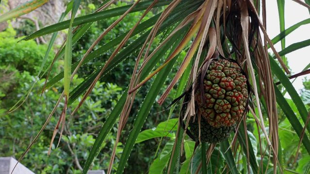 Screw pine ( Pandanus odoratissimus) with fruits at the park, screw palm tree. Fresh Pandan Fruits on tree.
