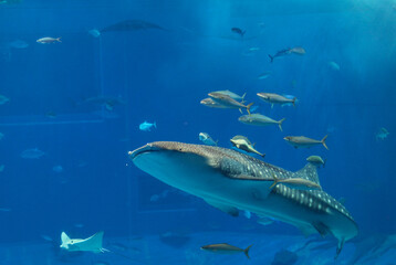 Whale shark in aquarium