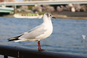 seagull on the pier