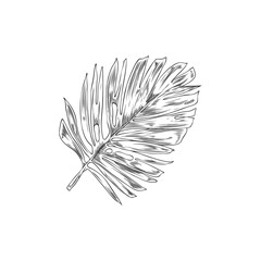 Coconut palm single leaf hand drawn sketch vector illustration isolated on white.