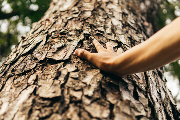A hand touching a tree. Connecting to nature concept.