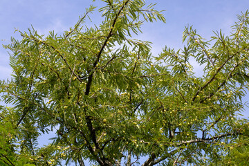Phyllanthus emblica tree with fruits (Indian Gooseberry, Amla)