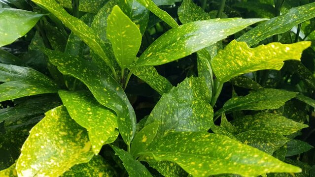 Aucuba japonica or Glod dust plant. A beautiful garden decorative plant with a bushy shape that originates from China, Korea and Japan. Beautiful green leaves with traces of gold dust	