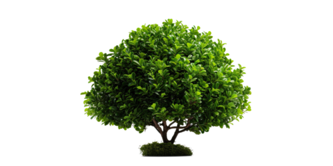 bush on transparent background, png