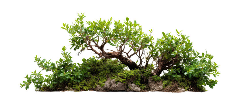 bush on transparent background, png