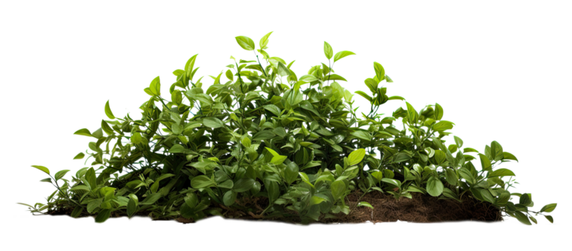 bush on transparent background, png