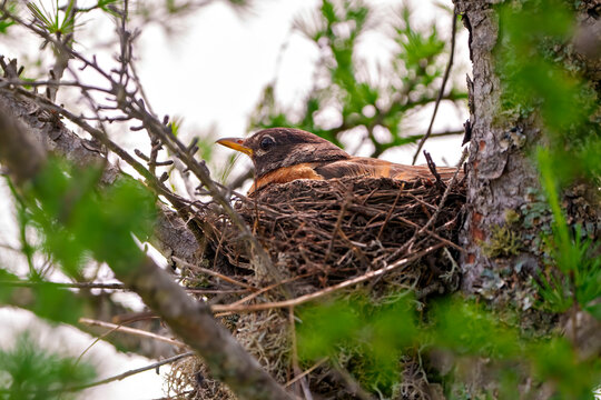 American Robin Photo and Image. Robin bird nesting on a tamarack tree with a blur background in its environment