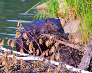 Beaver Photo and Image. Beaver carrying mud with its mouth and fore-paws and building dam.