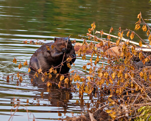 Beaver Photo and Image. Close-up front view, building a beaver dam and lodge in its habitat surrounding and environment, displaying wet brown fur.