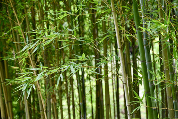 Fototapeta na wymiar 笹と竹