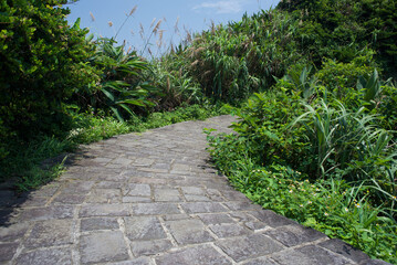 low angle view of stone pathway