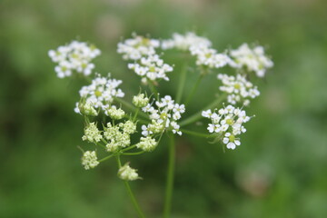 flowers in a garden