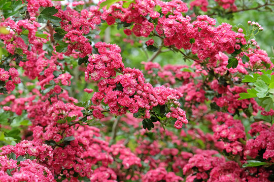 English Hawthorn 'Paul's Scarlet' in flower.